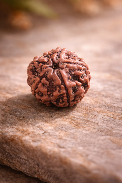 5 Mukhi Rudraksha Sacred Bead