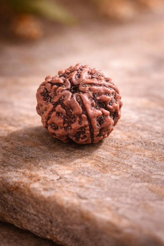 5 Mukhi Rudraksha Sacred Bead